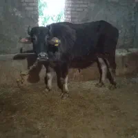 باسلام یک عدد گاومیش دامازدغ
