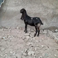 بزپاکستانی نزدیک زایمان