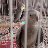 جفت عروس هلندی مولد دستی