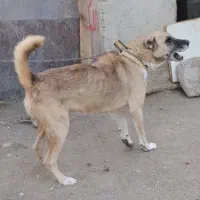 سگ افغان نگهبان