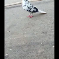 سوسکی دم سفید  کاکلی ماده به شرط تخم جوجه و هوا