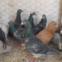 یک بوم سبز و پولکی آلمانی دانه ۱۸۰