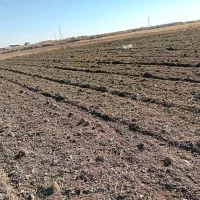 چغندر قند|عمدهفروشی|فامنین, |دیوار