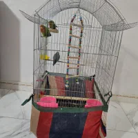 طوطی بزریلی|پرنده|پاکدشت, پاکدشت (مامازند)|دیوار