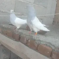 فروشی کبوتر عطیقه