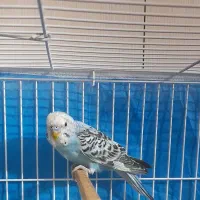 مرغ عشق بالغ نر