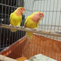 طوطی برزیلی|پرنده|میناب, |دیوار