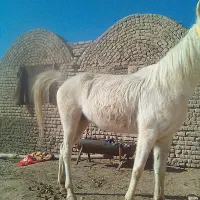 مادیان 9سالاه