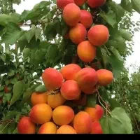 فروش نهال های قندار|گل و گیاه طبیعی|مریوان, |دیوار