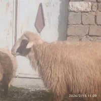 قوچ سنجابی اصیل ..