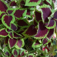 گل حسن یوسف|گل و گیاه طبیعی|سنقر, |دیوار