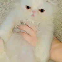 واگذاری گربه