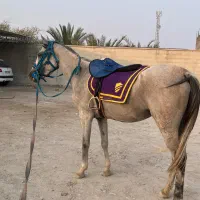 اسب