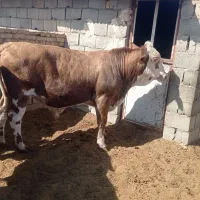 نرگاو سیمینتال|حیوانات مزرعه|بافق, |دیوار