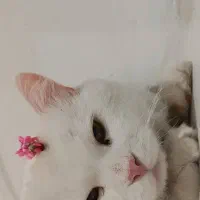 گربه پرشین بسیار زیبا