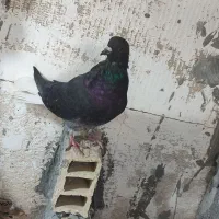 کفتر زاغ دم سفید