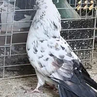 تعداد 18عدد کفتر  تهرانی انگلیسی شمرونی|پرنده|تهران, ورزشگاه آزادی|دیوار