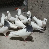 طوقق سیاه، سرور|پرنده|یزد, |دیوار