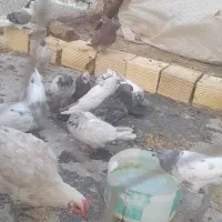 کبوتر|پرنده|پیر بکران, |دیوار