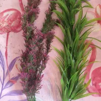 دکوراسیون داخل اکواریوم|ماهی|رشت, حاجی آباد|دیوار