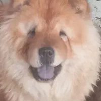 واگذاری سگ یکساله چاو چاو