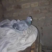 ۱۰۰ عدد کفتر  از همه رنگی  فروش فوری دونی ۱۵۰ به|پرنده|مرودشت, نقش رستم|دیوار