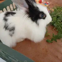 خرگوش نرمینیاتوری