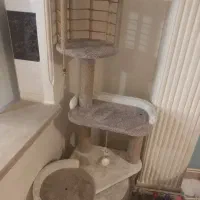 اسکرچر درخت گربه