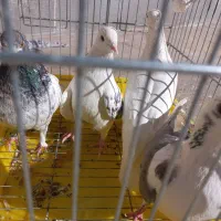 کبوتر|پرنده|بافت, |دیوار