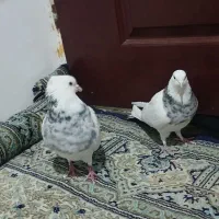 کفتر طوقی|پرنده|پردیس, شهرک صنعتی خرمدشت فاز ۷|دیوار