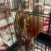 یک جفت گرینچیک با قفس|پرنده|اصفهان, مهدی آباد|دیوار