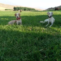 سگ دورگ تازی شکاری گله ای