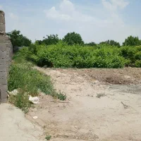 باغ انگور