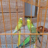 مرغ عشق و عروس هلندی