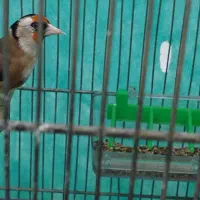 سهره ماده