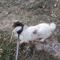 پاگوتاخانگی|سگ|خلخال, |دیوار