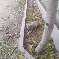 توله سگ|سگ|رباط‌کریم, رباط‌کریم|دیوار