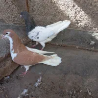 کفتر|پرنده|نیشابور, فردوس شمالی|دیوار