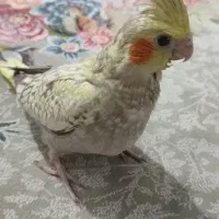 جوجه عروس هلندی|پرنده|پاکدشت, پاکدشت (مامازند)|دیوار