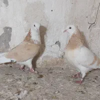 ده شازده زرد هما سرور