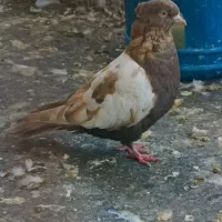 ماده سینه آیی چش و نوک سفید