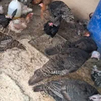 فروش مرغ محلی وخروس مرغ کارخونه ای بوقلمون محلی|حیوانات مزرعه|بوشهر, |دیوار