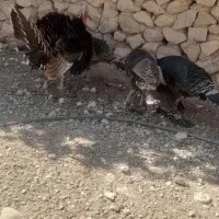 بوقلمون نرماده|پرنده|کازرون, |دیوار