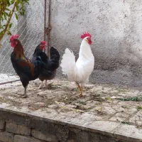 مرغوخروس|حیوانات مزرعه|کهک, |دیوار