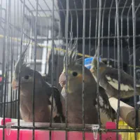 عروس هلندی سه ماهه|پرنده|شوشتر, |دیوار