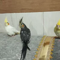 جوجه عروس چلوندنی|پرنده|زهک, |دیوار