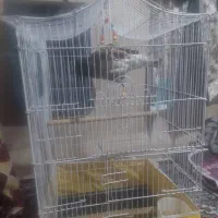 فروش|پرنده|بروجرد, |دیوار