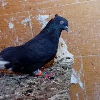 ماده دمسفید