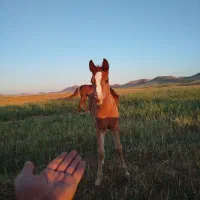 اسب|اسب و تجهیزات اسبسواری|طرهان, |دیوار