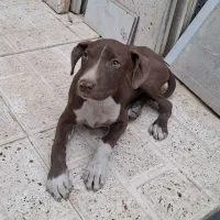 توله سگ پیت بول به فروش می‌رسد